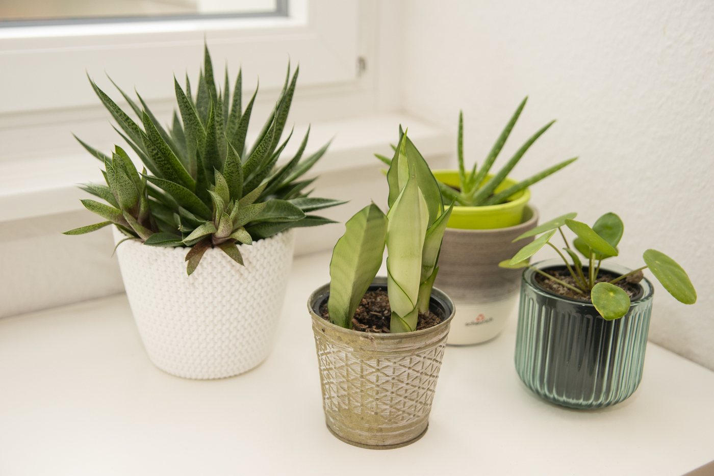 Four houseplants on the windowsill of the practice at Adolfsallee 47